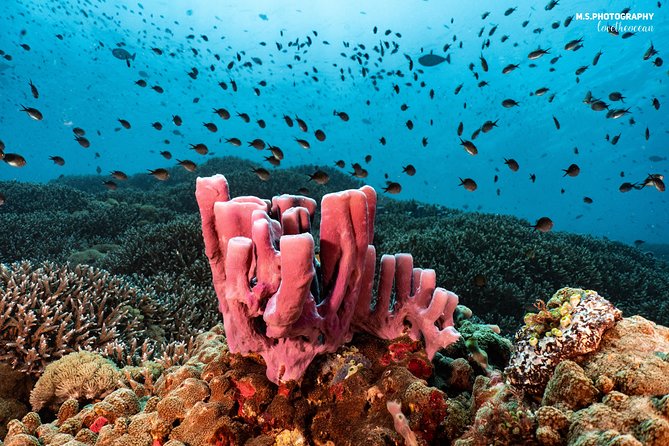 Discover Scuba Diving in Pemuteran - Diving Initiation in Bali (Menjangan Park) - The second session and the Menjangan reef