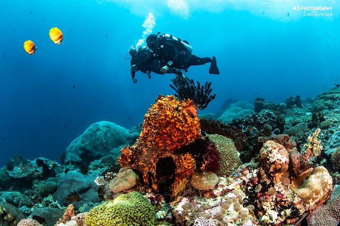 Discover Scuba Diving in Pemuteran - Diving Initiation in Bali (Menjangan Park) - Equipment, comfort, and what is included