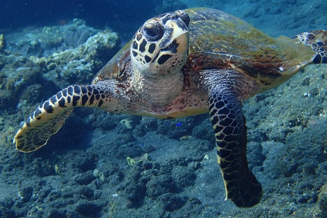 Discover Scuba Diving in Pemuteran - Diving Initiation in Bali (Menjangan Park) - Who should choose this Pemuteran experience