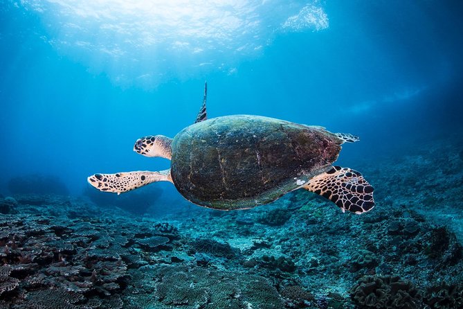 Discover Scuba Diving in Tulamben - Diving Initiation in Bali best diving sites - The USAT Liberty wreck is the memorable finale