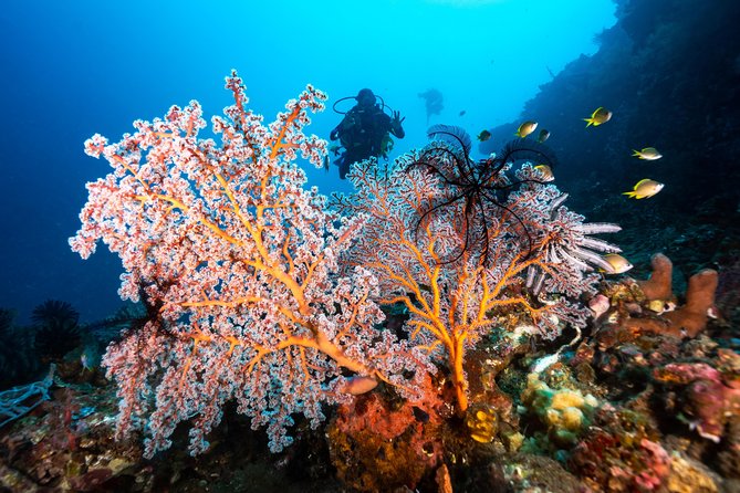 Discover Scuba Diving in Tulamben - Diving Initiation in Bali best diving sites - The day’s rhythm, from briefing to return