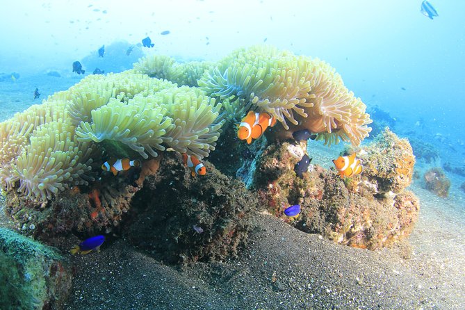 Discover Scuba Diving Tulamben Bali For Non-Certified Divers - Pool practice before the open sea