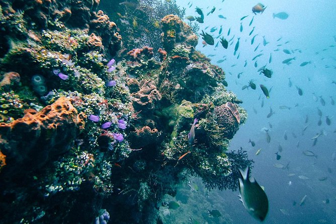 Dive at Tulamben Bali USS Liberty Ship Wreck - Optional Camera Rental and What You Pay Extra For