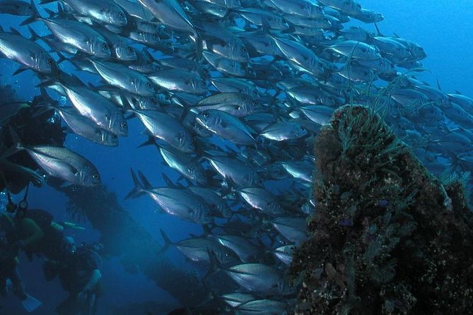 Dive at Tulamben Bali USS Liberty Ship Wreck - Coral, Fish, and the Chance of Turtles