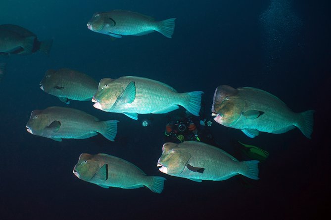 Diving at Tulamben Liberty Shipwreck 2 dives for certified divers - Key points to know