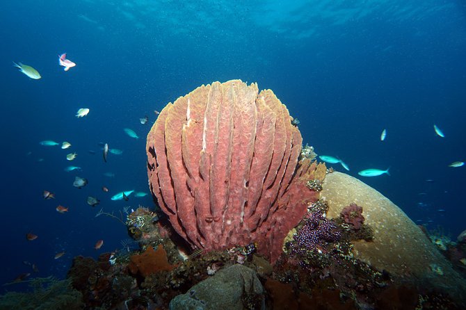 Diving at Tulamben Liberty Shipwreck 2 dives for certified divers - Gear, lunch, and what the $143 price means