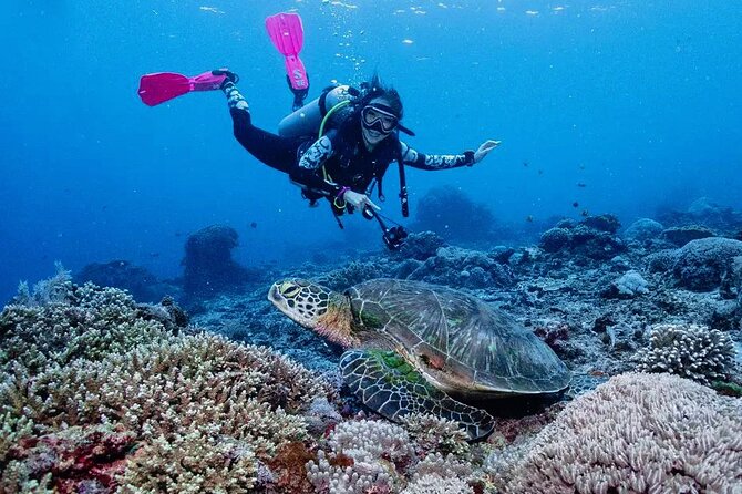 Diving with Manta Ray at Nusa Penida - Why Manta Point is worth the trip