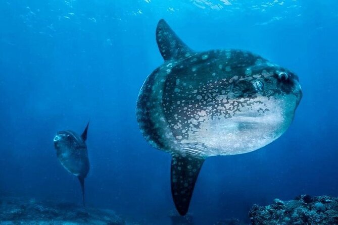 Diving with Manta Ray at Nusa Penida - Guides who add help on land