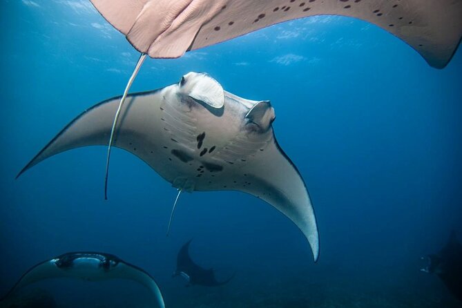 Diving with Manta Ray at Nusa Penida - What the four-hour outing includes