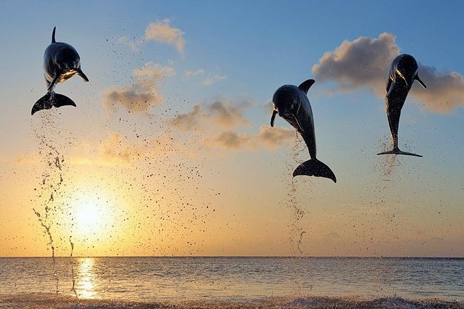Dolphin Tour and Sunrise Watching in Lovina Beach - All Inclusive - What the $63.99 price really covers