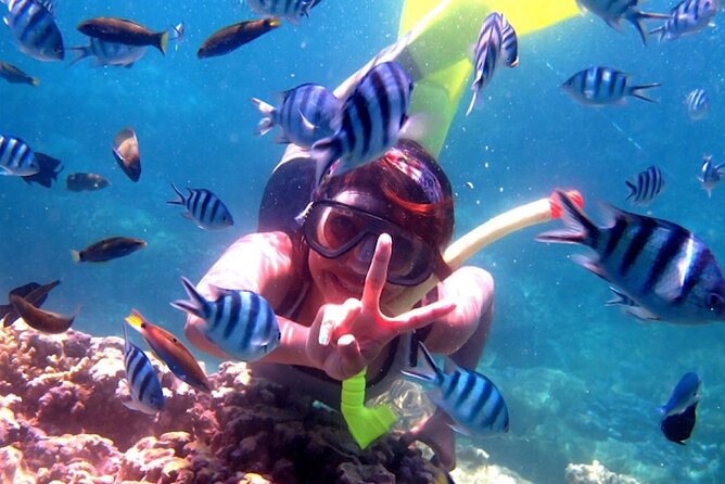 Dolphin Watching Tour, Swimming with Dolphins and Snorkeling - Swimming While Holding the Boat