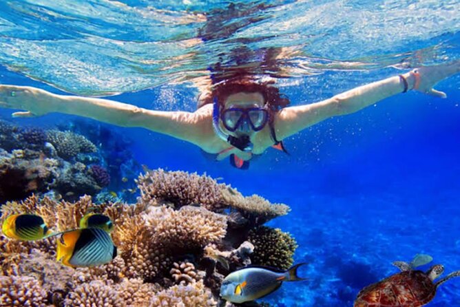 Dolphin Watching Tour, Swimming with Dolphins and Snorkeling - Searching for Dolphins in the Morning Water