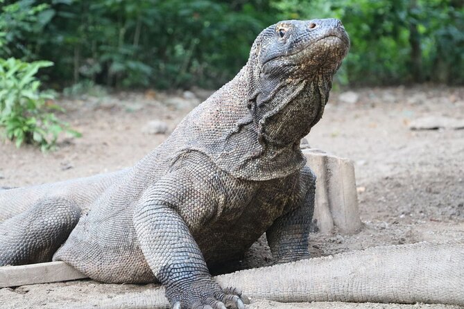 Early Bird Speedboat Group Tour : Explore Komodo Ahead of Crowds - Komodo Island: meeting the dragons with rangers