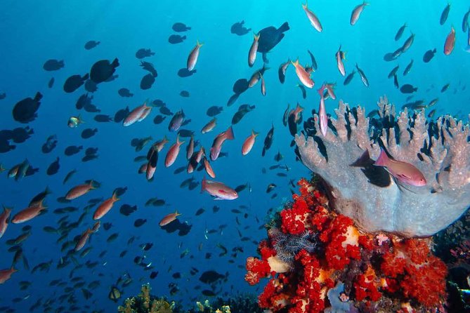 Exclusive Early Bird Komodo Tour: Beat the Crowds by Speed Boat - Komodo Island: the main wildlife encounter