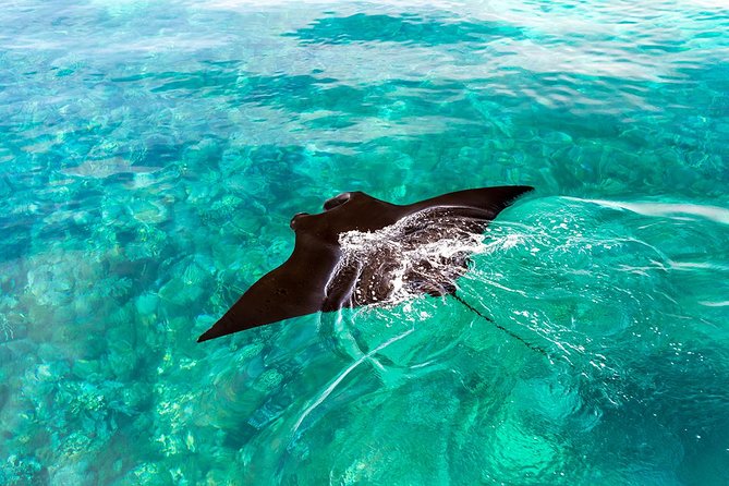 Exclusive Early Bird Komodo Tour: Beat the Crowds by Speed Boat