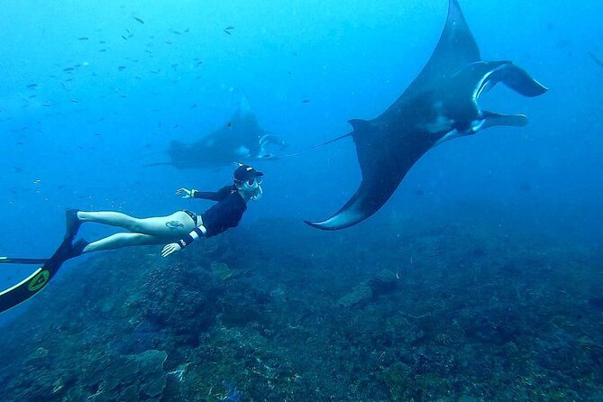 Explore 4 iconic snorkeling spots of Manta Bay in Nusa Penida - Wall Bay and its red coral walls