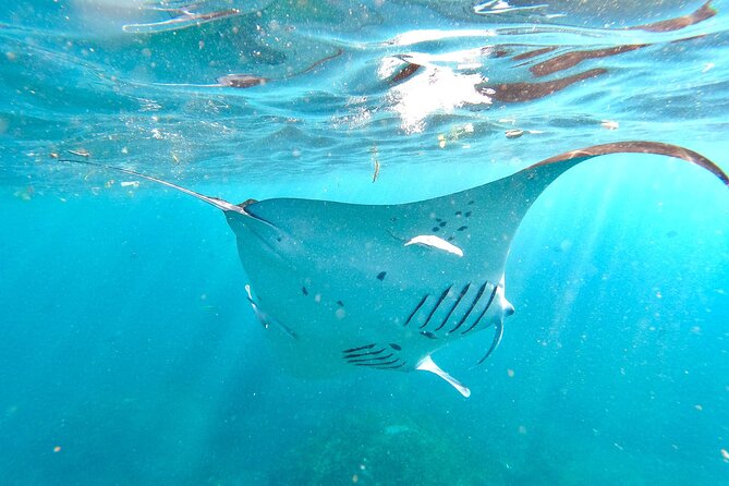 Explore 4 iconic snorkeling spots of Manta Bay in Nusa Penida - Colorful fish and the open-water stop