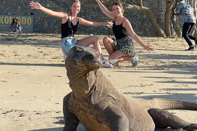 Explore Komodo and Swim with Whale Sharks - Key points to know before booking