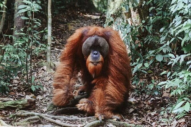 Explore North Sumatra : 7 Days Tour Adventure Package - Day 7: Ferry, Medan, and the journey home