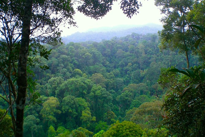FAMILY JUNGLE TOUR: Orangutan Trek (4-hours hike) by EcoTravel Bukit Lawang - Searching for orangutans in the rainforest