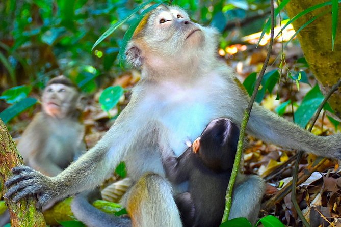 FAMILY JUNGLE TOUR: Orangutan Trek (4-hours hike) by EcoTravel Bukit Lawang - Lunch, fruit, and the return to Bukit Lawang
