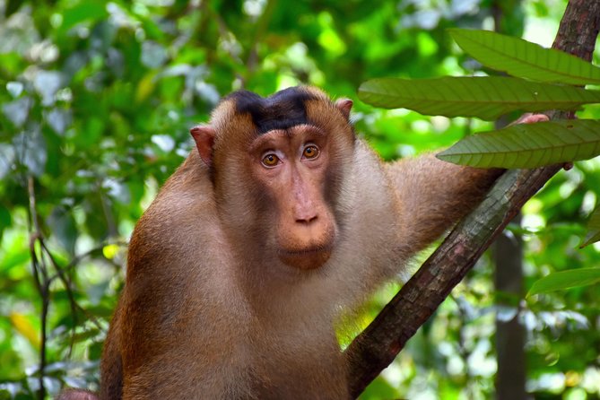 FAMILY JUNGLE TOUR: Orangutan Trek (4-hours hike) by EcoTravel Bukit Lawang - How hard is the four-hour hike?