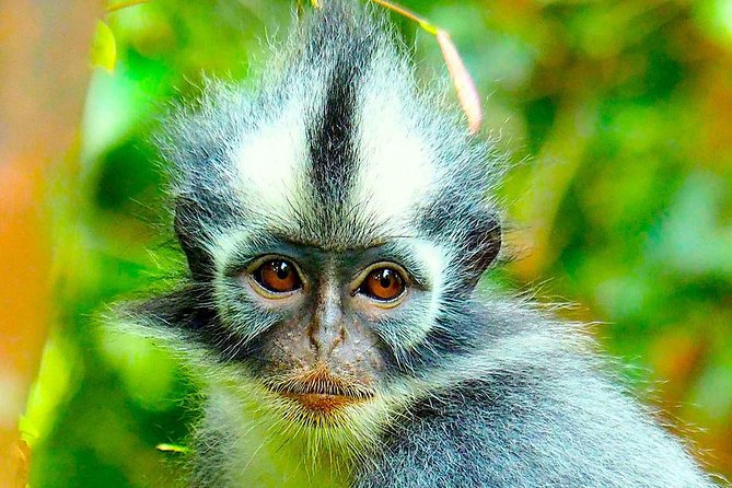 FAMILY JUNGLE TOUR: Orangutan Trek (4-hours hike) by EcoTravel Bukit Lawang - Entering Gunung Leuser National Park