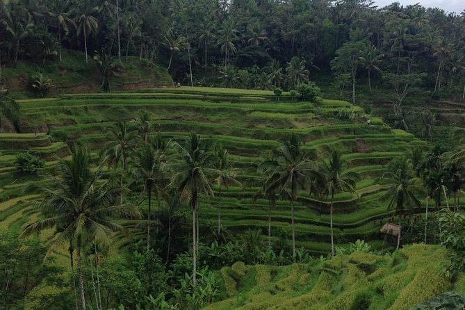 Favorite Sites of Ubud Daytrip - Why this Ubud day trip works from Kuta