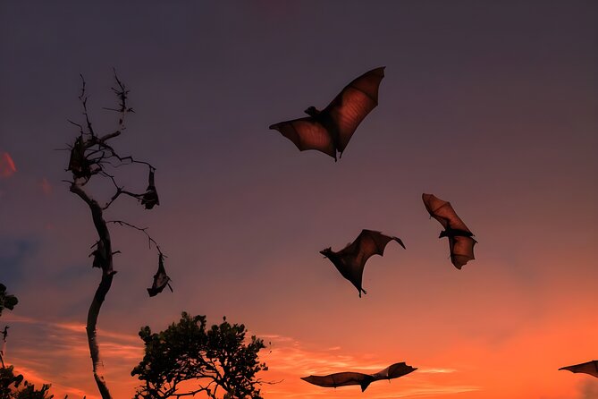 Flying Fox Island Sunset Cruise Private Boat Charter Labuan Bajo - The 4:15 pm pickup from Labuan Bajo