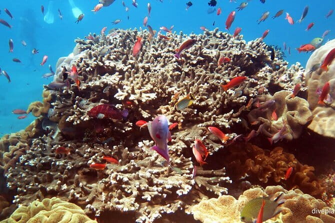 From Bali: Nusa Penida Snorkeling and Island Tour - Why this Nusa Penida day trip packs in so much
