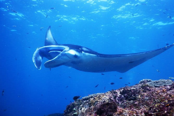 From Bali: Nusa Penida Snorkeling and Island Tour - Four snorkeling stops, four different reasons to get in the water