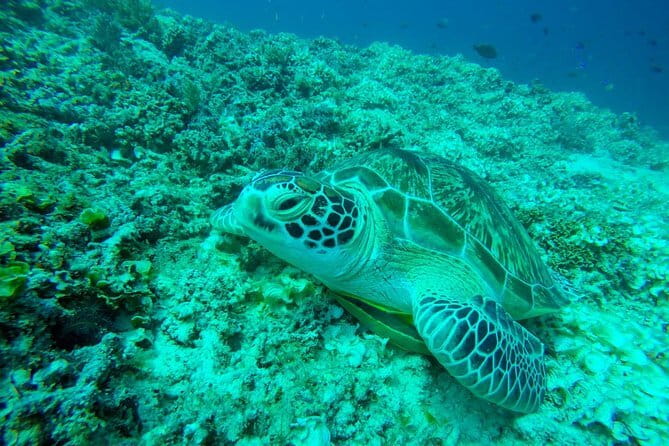From Gili Trawangan & Gili Air Snorkeling Trip Sharing & Private - Key points to know before booking