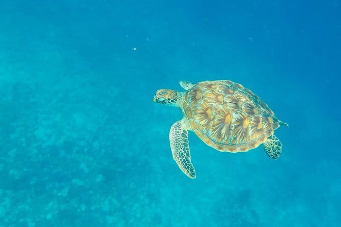 From Gili Trawangan & Gili Air Snorkeling Trip Sharing & Private - Three Gili Islands from one glass-bottom boat