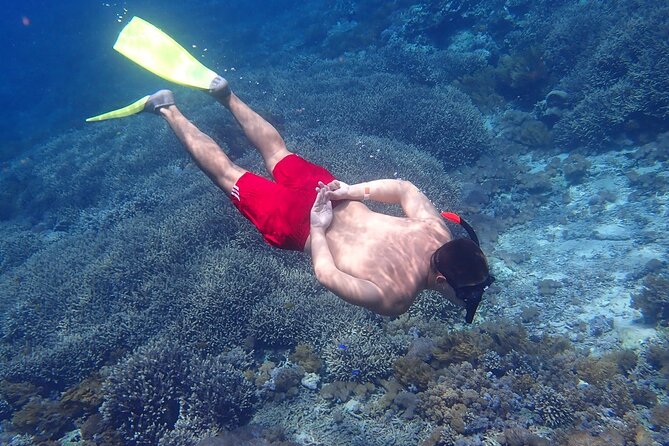 From Lembongan: Snorkeling Day Trip to Nusa Lembongan & nusa Penida island - What the marine life may include