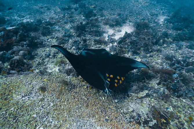 Full-Day Adventure Tour to komodo Island with join Speed Boat tur - What the $130 price really gets you