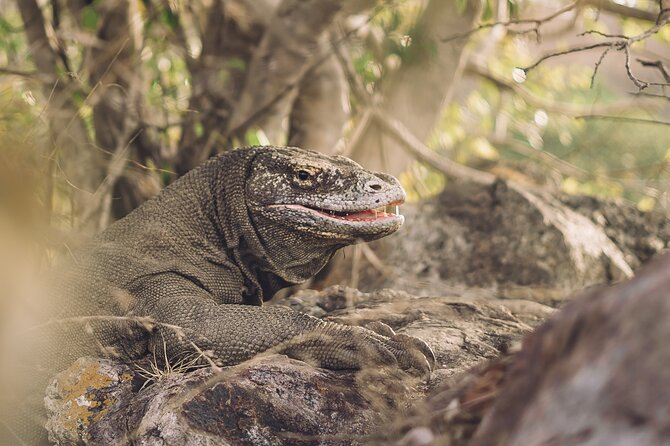 Full-Day Adventure Tour to komodo Island with join Speed Boat tur - 5:30 a.m. pickup and the early boat ride
