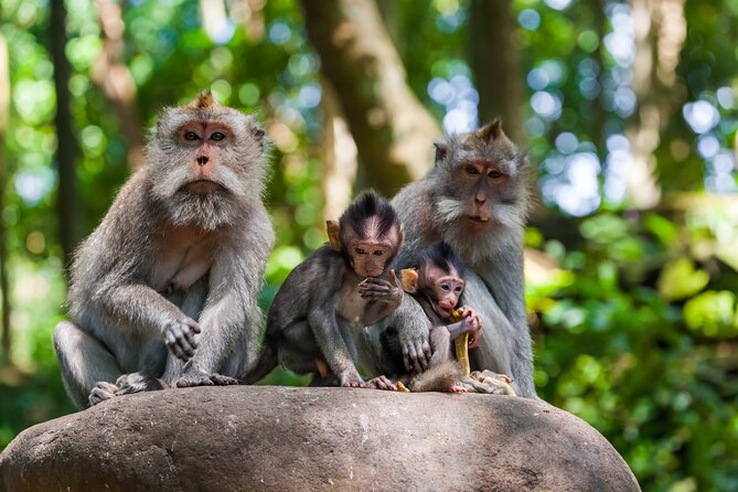 Full Day Best of Ubud Private Tour - Celuk turns silver into a cultural stop