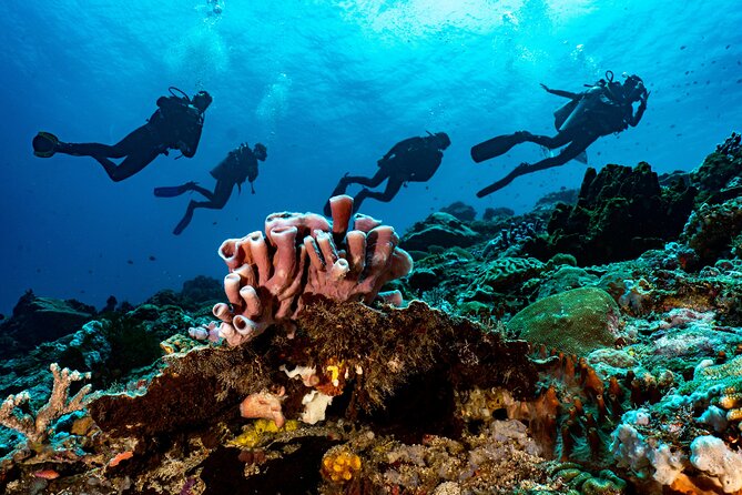 Full-Day Discover Scuba Diving Tour for Beginners in Tulamben - Coral Garden is the confidence-building underwater stop