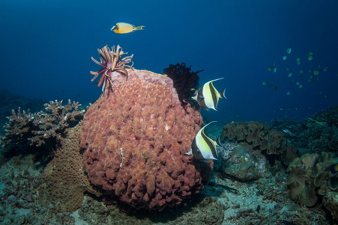 Full-Day Discover Scuba Diving Tour for Beginners in Tulamben - The USS Liberty Wreck adds a memorable second chapter