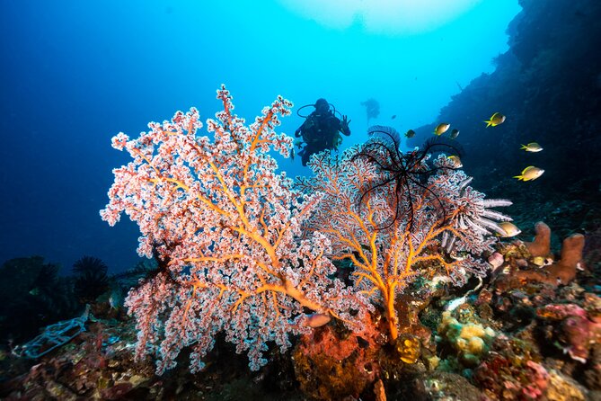 Full-Day Discover Scuba Diving Tour for Beginners in Tulamben - What the $154.95 price really covers