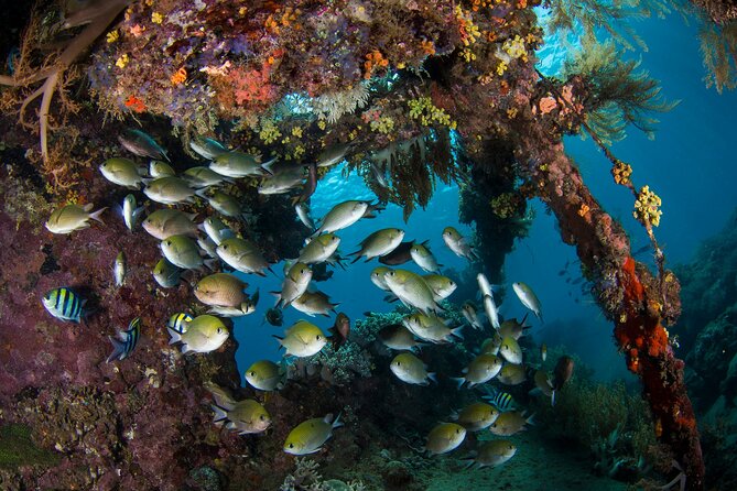 Full-Day Discover Scuba Diving Tour for Beginners in Tulamben - Who will enjoy this most