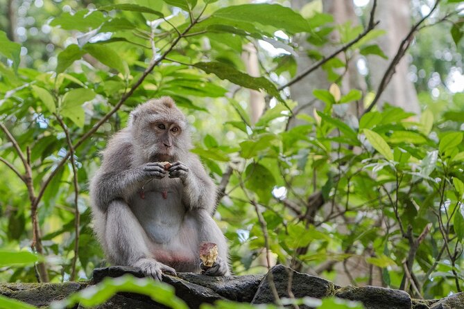 Full Day Kintamani Volcano View and Ubud Village Tour - Ubud Monkey Forest and its temple setting