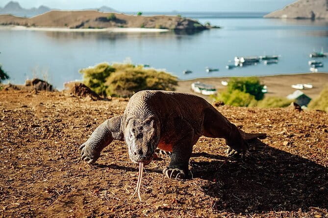 Full Day Komodo Tour With Hey Bali Info Visit 6 Spot - Padar Island: the day’s hardest work