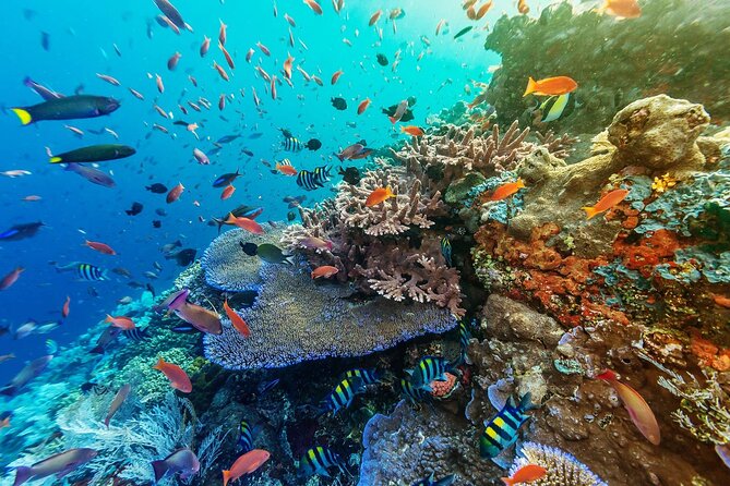 Full-Day Nusa Penida Snorkeling Adventure from Bali - The drivers make a practical difference