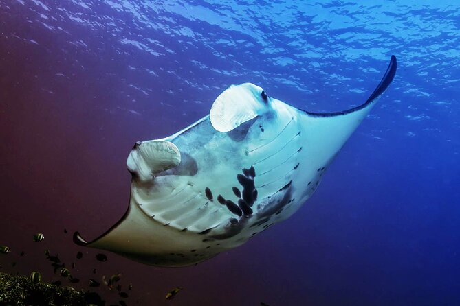 Full-Day Nusa Penida Snorkeling Adventure from Bali - Heat, roads, and the physical demands