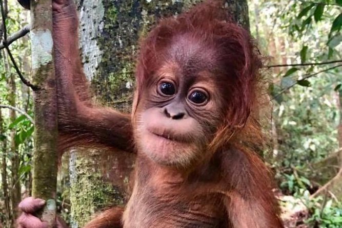Full-Day Orangutans Adventure in Gunung Leuser - Starting in Bukit Lawang for an Eight-Hour Jungle Day