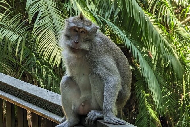 Full Day Private Tour to Ubud Waterfall and Uluwatu Sunset - Ubud Monkey Forest: a temple complex with resident monkeys