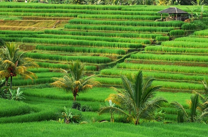 Full Day Private Water Temples Tour in Bali - What the $42 price really covers