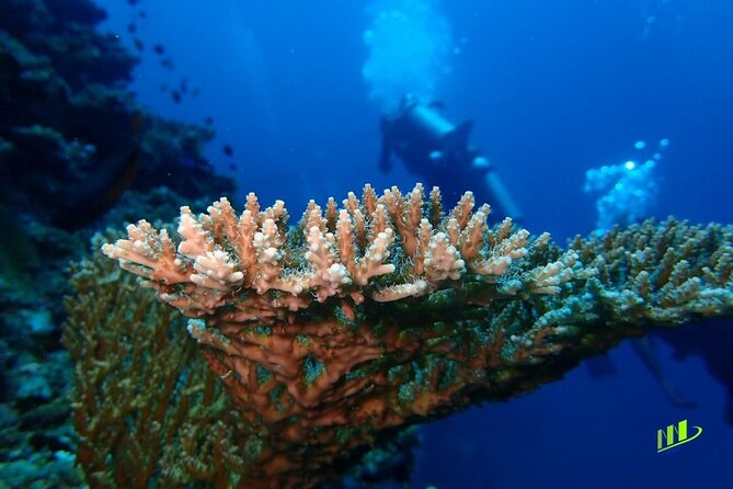 Full-Day Scuba Diving Experience of USAT Liberty in Tulamben - The lunch break and local menu