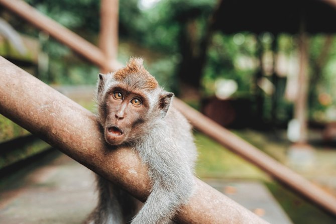 Full day Tour to Best of Ubud with jungle swing - A private route from Seminyak to Ubud